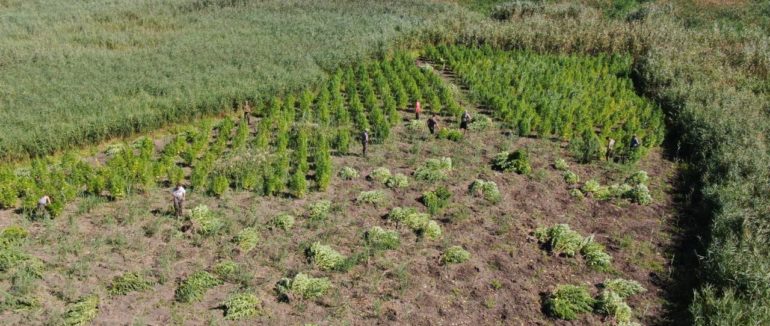 Плантація коноплі на кордоні з Румунією: на Одещині виявили близько двох тисяч нарковмісних рослин