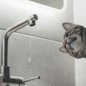 У Мукачеві три вулиці без води: відсьогодні проводиться реконструкція водопровідної мережі