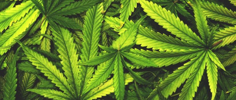 Рослина, що підкорила світ: все про коноплю, та як її можна використовувати