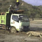 Дракон проти вантажівки. “Парк Юрського періоду” загрожує унікальним тваринам?