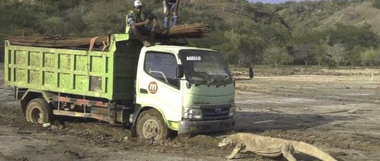 Дракон проти вантажівки. “Парк Юрського періоду” загрожує унікальним тваринам?