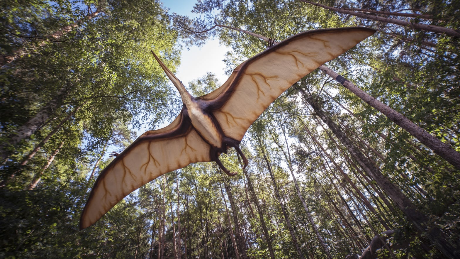Вже цього тижня на Закарпатті відкриють парк розваг "DinoPark" у Берегові