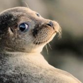 Вакансія мрії: норвезька компанія готова платити 8 тисяч євро людині, яка знається на мемах із тюленями