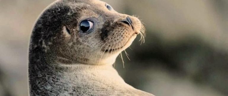 Вакансія мрії: норвезька компанія готова платити 8 тисяч євро людині, яка знається на мемах із тюленями