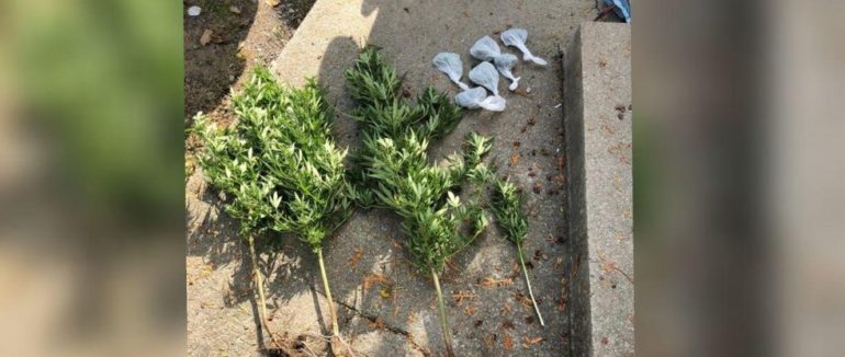 Кущі конопель та пакунки з марихуаною: на Тячівщині у 38-річного чоловіка вилучили наркотичні речовини