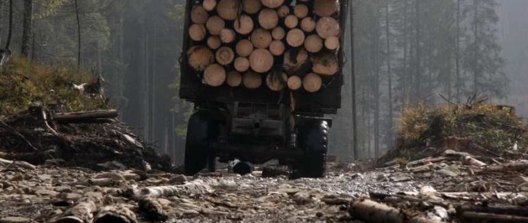 Незаконна вирубка лісу на Закарпатті: на Тячівщині затримали 54-річного перевізника деревини