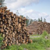 Закарпатський ліс потрапив у міжнародний скандал: еко-організація Earthsight розкритикувала висновки розслідування IKEA