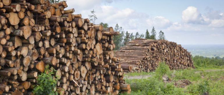 Закарпатський ліс потрапив у міжнародний скандал: еко-організація Earthsight розкритикувала висновки розслідування IKEA