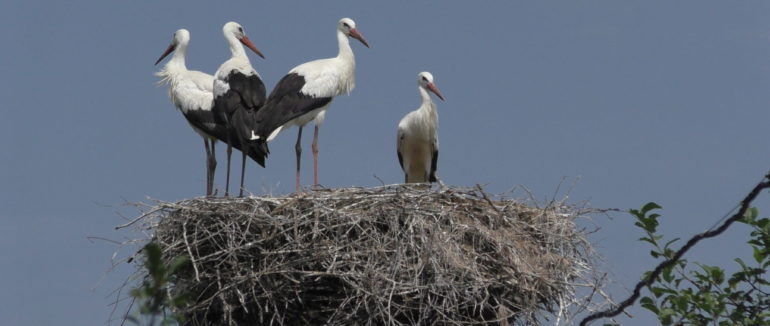На Іршавщині лелека потребує допомоги
