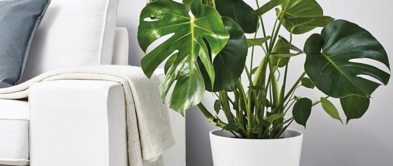 Які квіти не можна тримати вдома: 5 небезпечних рослин