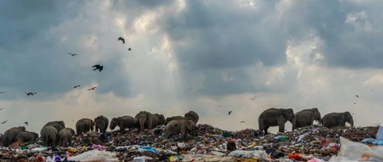 Слони на звалищі: моторошне фото перемогло у конкурсі Королівського біологічного суспільства