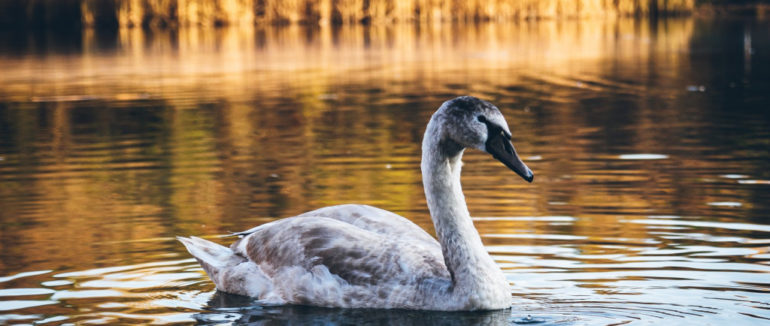 Нелегка доля молодого одинокого лебедя з Ужгорода