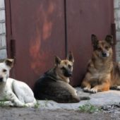 Стерилізація безпритульних тварин в Ужгороді продовжується