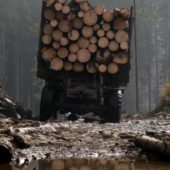 Двоє закарпатців постануть перед судом за незаконну вирубку лісу