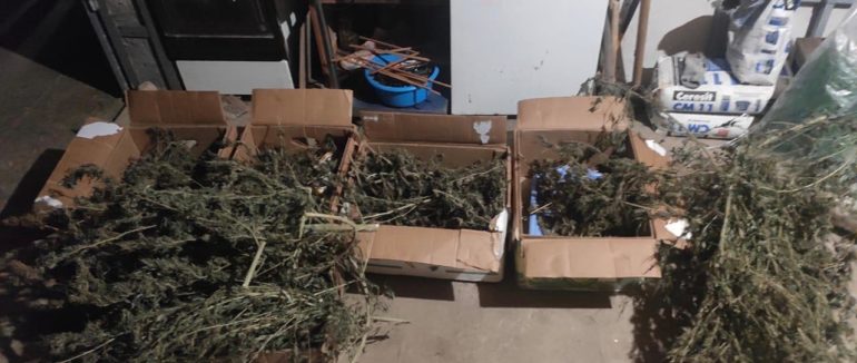 Марихуана та понад 2 кілограми конопель: на Мукачівщині затримали наркоторговця