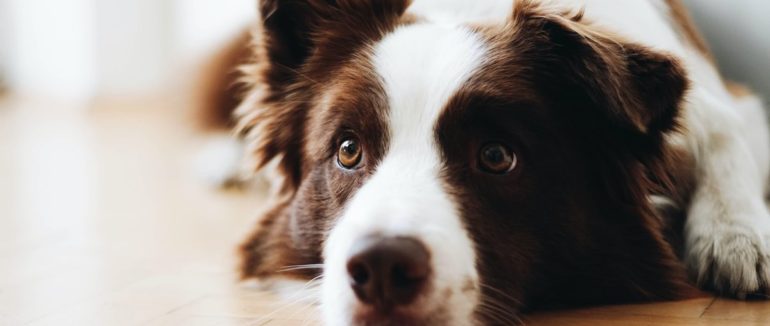 У власників собак ризик інфікування на коронавірус вище на 78%