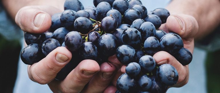 Сьогодні закарпатські винороби відзначають своє професійне свято