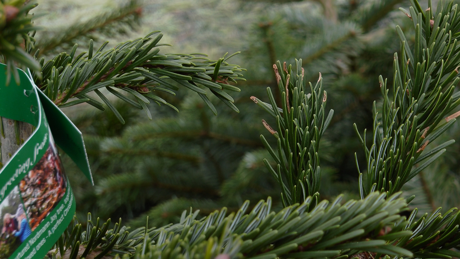 Скільки коштує новорічна ялинка в Ужгороді?