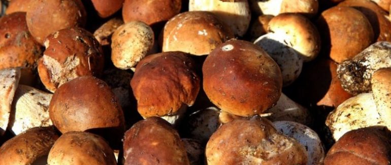 Порятунок від пандемії: як українці збирають нечуваний врожай грибів