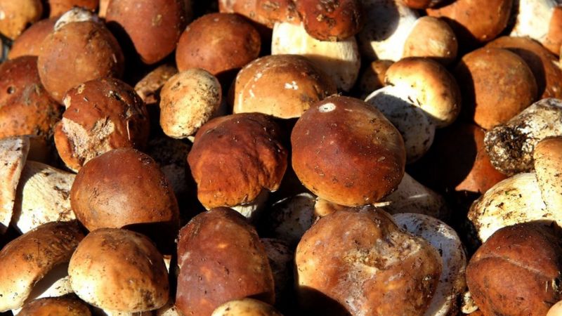 Порятунок від пандемії: як українці збирають нечуваний врожай грибів