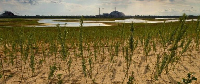 Зерно, вирощене біля Чорнобиля, досі небезпечне – науковці
