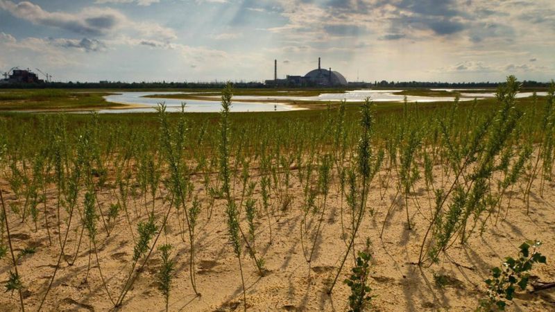 Зерно, вирощене біля Чорнобиля, досі небезпечне - науковці