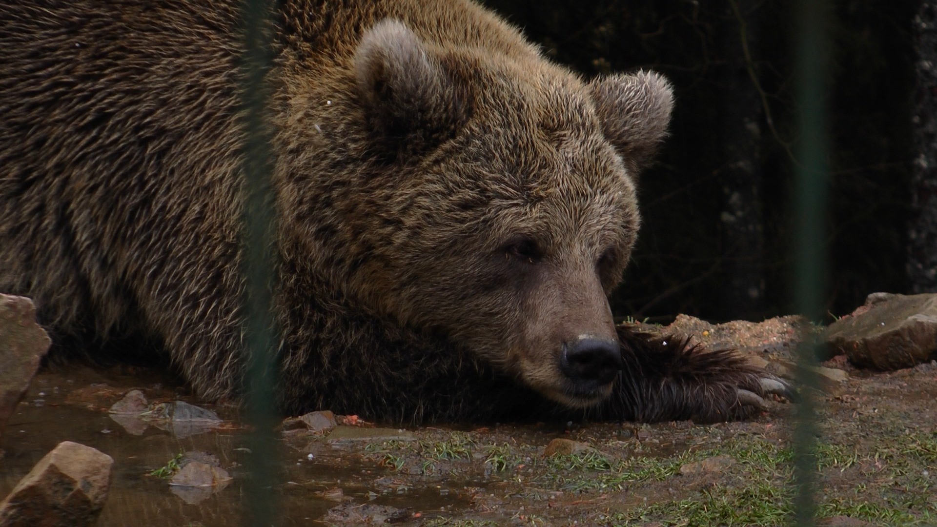Погодний вплив: клишоногі у Синевирській поляні не впадають у сплячку