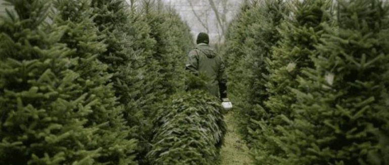 Новорічна красуня: Держагенство лісових ресурсів назвало ціни на ялинки