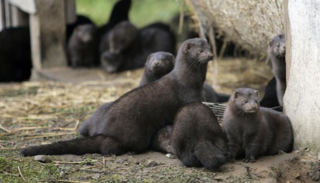 Коронавірус у норок: нове дослідження дає ключ до розгадки