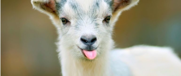 Курйоз дня: сільська коза з’їла 20 тисяч євро, які її господарі збирали на покупку земельної ділянки