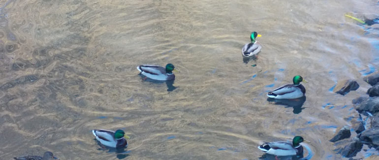 Підпускають до себе майже на метр: крижі зимуватимуть у каналі Верке у Берегові