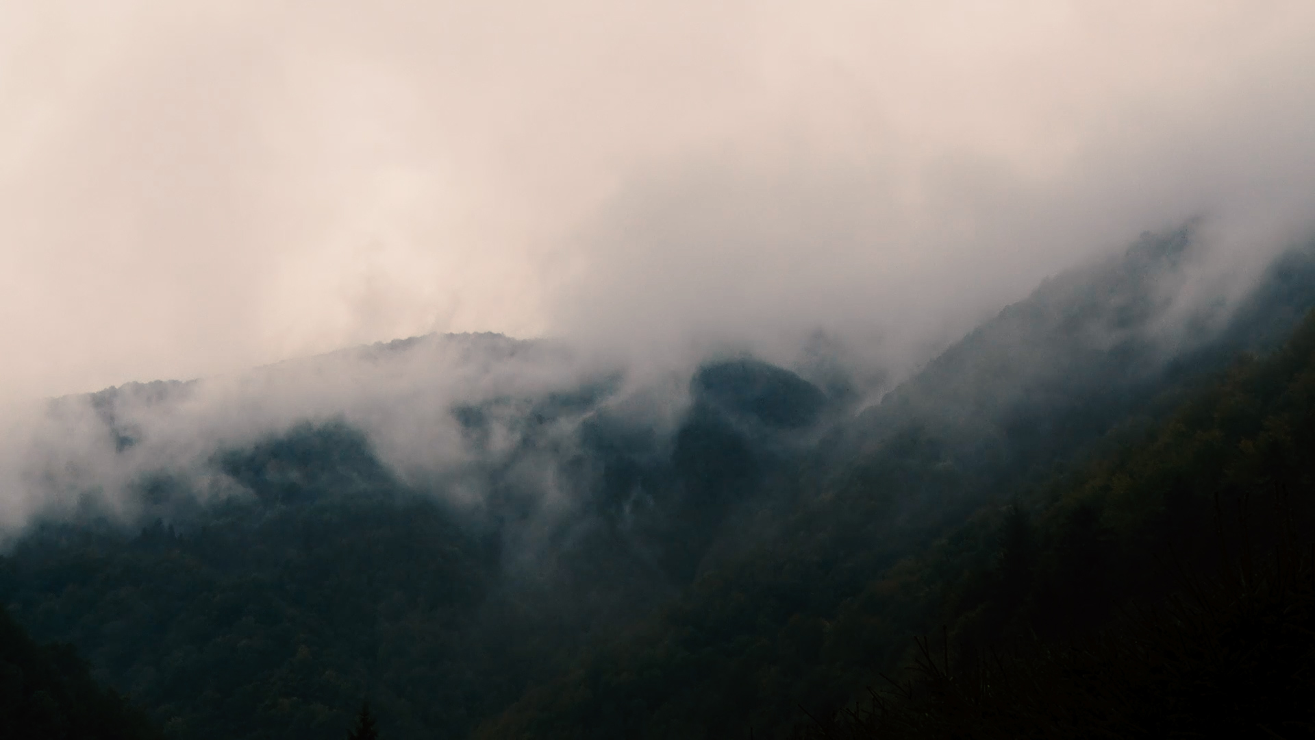 Смерекові праліси Карпат та величний Свидовець: мандрівка мальовничим Закарпаттям