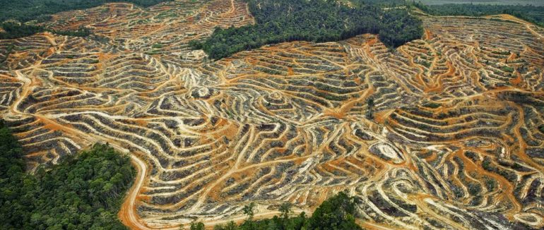 Вирубка тропічних лісів Амазонії досягнула максимуму з 2008 року