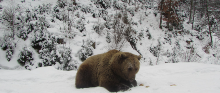 На Закарпатті бурі ведмеді готуються до зимової сплячки