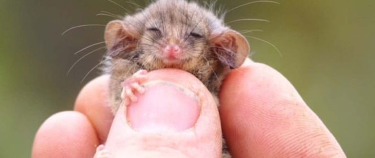 Крихітка важить менше 10 грамів: в Австралії знайшли вцілілого, після пожеж, тасманійського кускуса