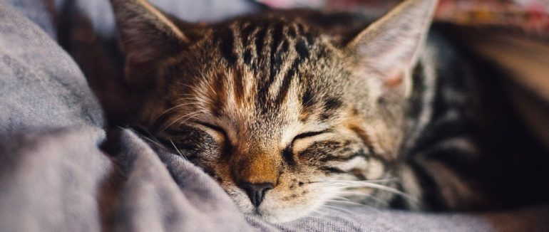 Візьми пухнастика: 10 наукових причин, чому вам потрібно завести вдома кота