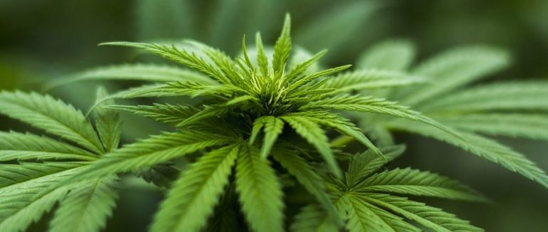 Українські науковці досліджують вплив канабісу на лікування запалення легень під час COVID-19