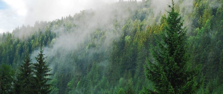 У лісі на Ужгородщині затримали 37-річного ужгородця. Чоловік мав при собі наркотичні речовини