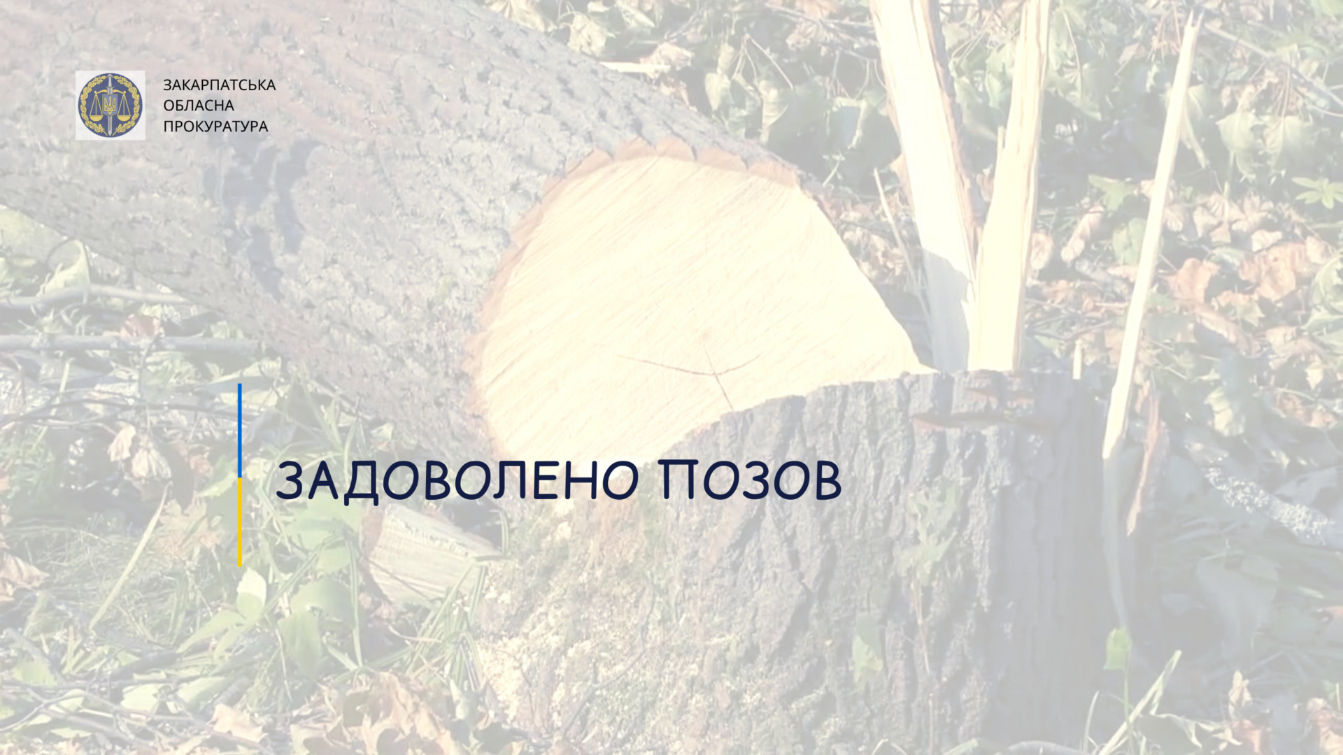 Незаконна порубка лісу на Закарпатті: майже 230 тисяч гривень стягнуть з двох громадян