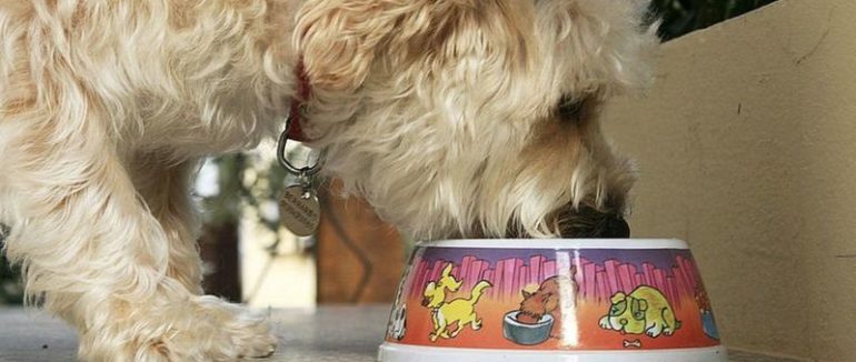 Десятки собак загинули, з’ївши корм. Виробник відкликає товар