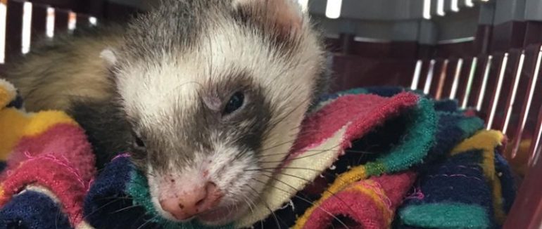 Тхір вижив після 100 хвилин прання у пральній машині