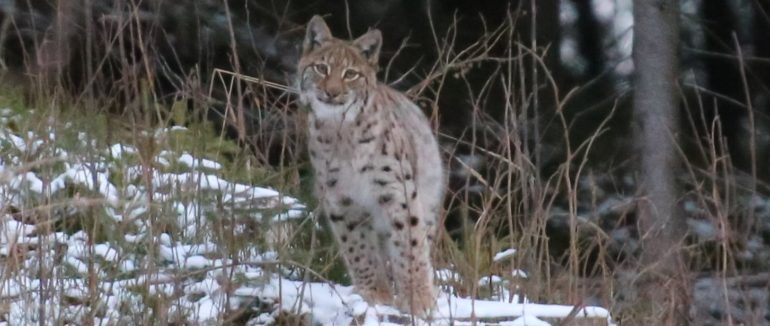 У Карпатах фотограф зустрів тварину занесену до Червоної книги