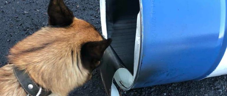 Бурштин, тютюн та зброя: Закарпатська митниця підготувала ТОП-чотирилапих помічників