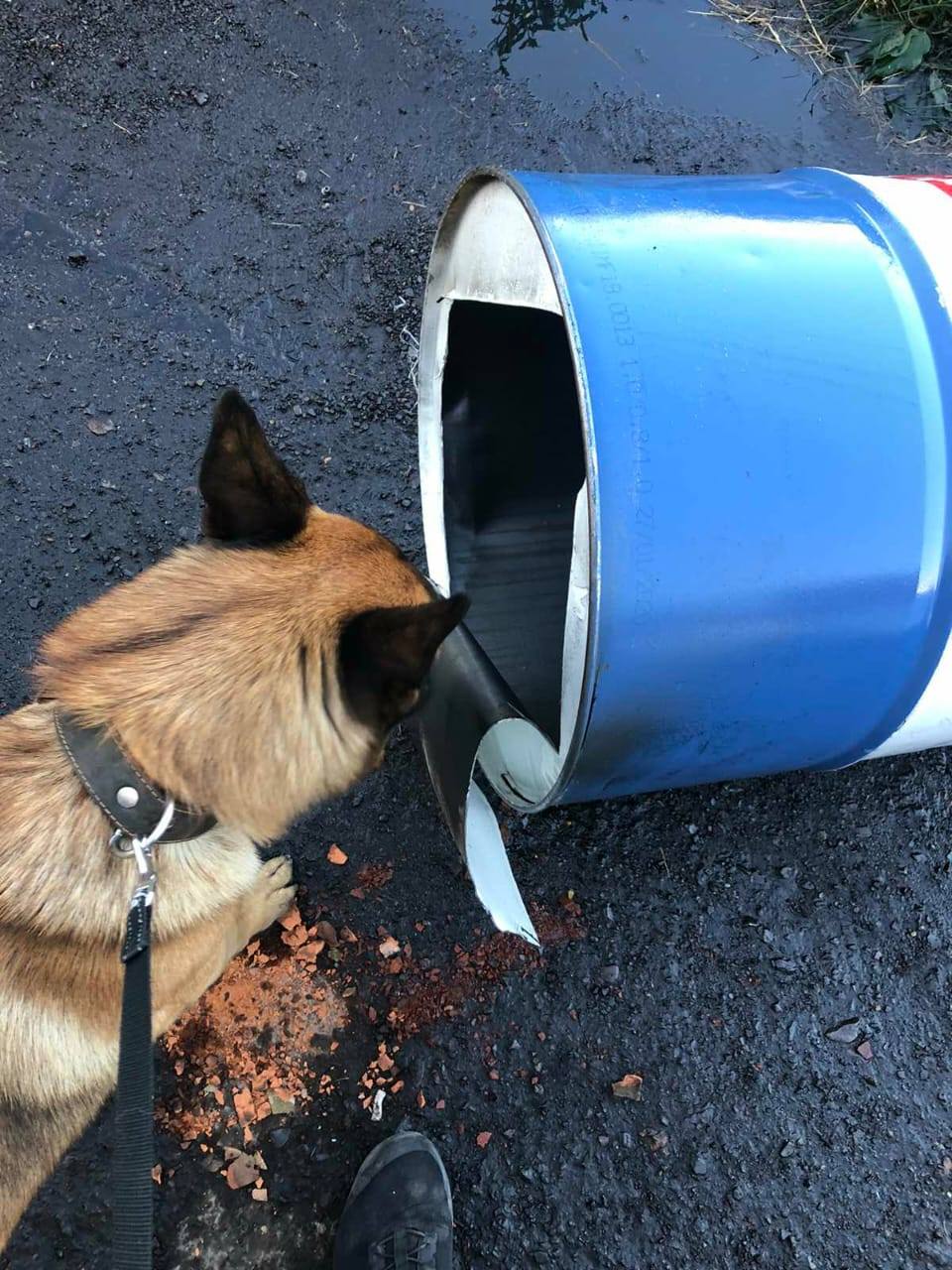Бурштин, тютюн та зброя: Закарпатська митниця підготувала ТОП-чотирилапих помічників
