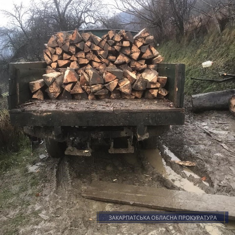 Жителю Закарпаття грозить суд за незаконну рубку дерев на території Ужанського нацпарку