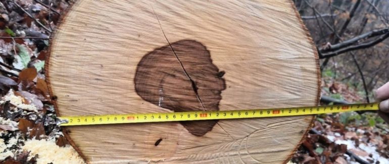 Жителю Закарпаття грозить суд за незаконну рубку дерев на території Ужанського нацпарку