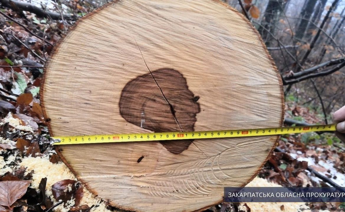 Жителю Закарпаття грозить суд за незаконну рубку дерев на території Ужанського нацпарку