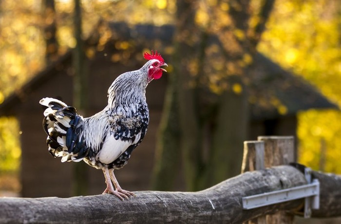У Франції ухвалили закон для захисту шумів і запахів сільської місцевості. Півні тепер законно можуть голосно кукурікати