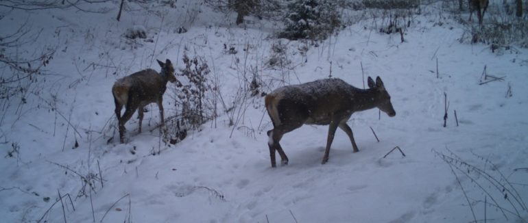 У парку «Синевир» на Закарпатті проведено зимовий облік тварин