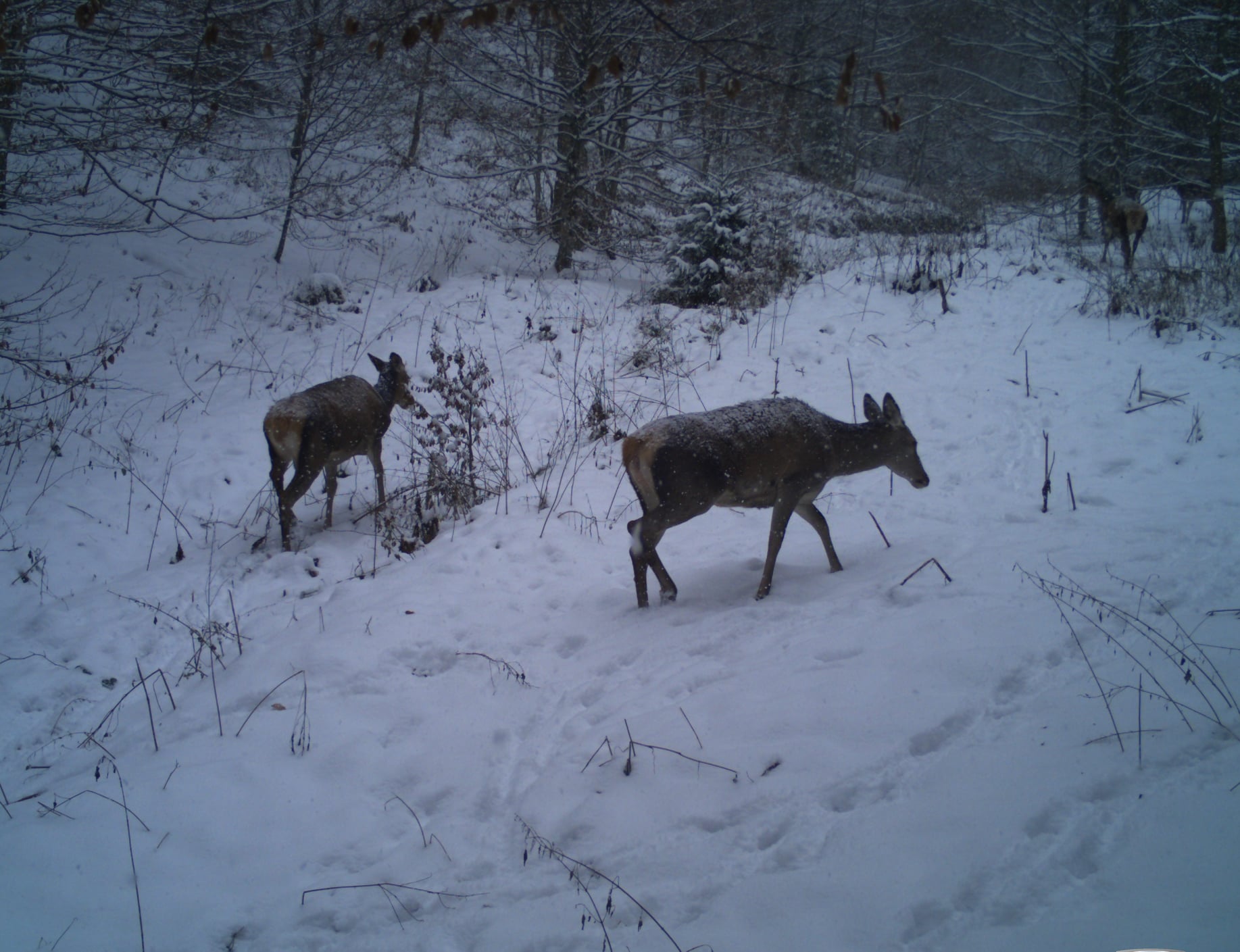 У парку «Синевир» на Закарпатті проведено зимовий облік тварин